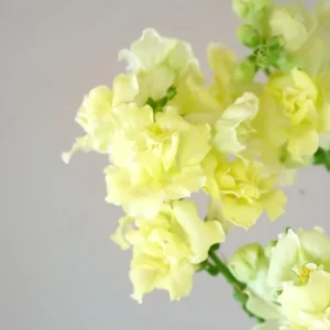 Yellow Madame Butterfly Snapdragon Seeds - Cold Resistant - 30 Seeds - Attracts Pollinators - Image 15