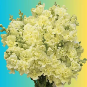 Yellow Madame Butterfly Snapdragon Seeds - Cold Resistant - 30 Seeds - Attracts Pollinators - Image 2