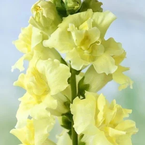 Yellow Madame Butterfly Snapdragon Seeds - Cold Resistant - 30 Seeds - Attracts Pollinators - Image 3