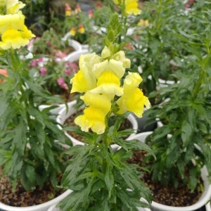Yellow Madame Butterfly Snapdragon Seeds - Cold Resistant - 30 Seeds - Attracts Pollinators - Image 4