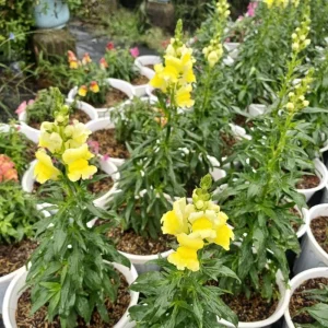 Yellow Madame Butterfly Snapdragon Seeds - Cold Resistant - 30 Seeds - Attracts Pollinators - Image 5