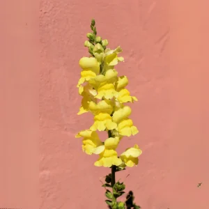 Yellow Madame Butterfly Snapdragon Seeds - Cold Resistant - 30 Seeds - Attracts Pollinators - Image 6