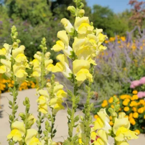 Yellow Madame Butterfly Snapdragon Seeds - Cold Resistant - 30 Seeds - Attracts Pollinators - Image 7
