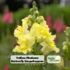 Yellow Madame Butterfly Snapdragon Seeds - Cold Resistant - 30 Seeds - Attracts Pollinators - Image 1