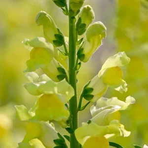 Yellow Madame Butterfly Snapdragon Seeds - Cold Resistant - 30 Seeds - Attracts Pollinators - Image 8