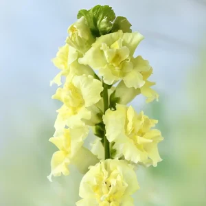 Yellow Madame Butterfly Snapdragon Seeds - Cold Resistant - 30 Seeds - Attracts Pollinators - Image 9