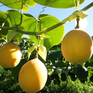 Yellow Passionfruit Vine Live Plant - 4-6 inch Tall - Edible Fruit - Image 2