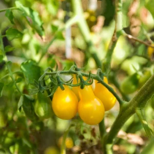 Yellow Pear Tomato Seeds - 30 Heirloom Non-GMO Pear Shaped Cherry Tomato Seeds - Image 10