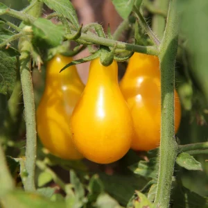 Yellow Pear Tomato Seeds - 30 Heirloom Non-GMO Pear Shaped Cherry Tomato Seeds - Image 11