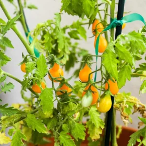 Yellow Pear Tomato Seeds - 30 Heirloom Non-GMO Pear Shaped Cherry Tomato Seeds - Image 12
