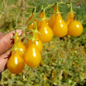 Yellow Pear Tomato Seeds - 30 Heirloom Non-GMO Pear Shaped Cherry Tomato Seeds - Image 2