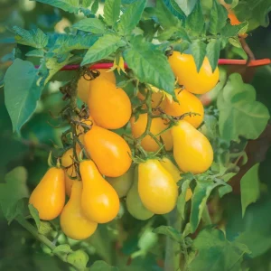 Yellow Pear Tomato Seeds - 30 Heirloom Non-GMO Pear Shaped Cherry Tomato Seeds - Image 3
