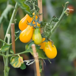 Yellow Pear Tomato Seeds - 30 Heirloom Non-GMO Pear Shaped Cherry Tomato Seeds - Image 4