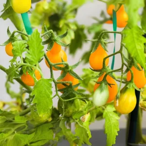 Yellow Pear Tomato Seeds - 30 Heirloom Non-GMO Pear Shaped Cherry Tomato Seeds - Image 5