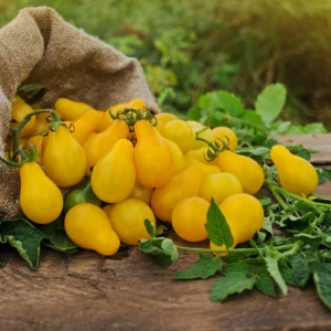 Yellow Pear Tomato Seeds - 30 Heirloom Non-GMO Pear Shaped Cherry Tomato Seeds - Image 6