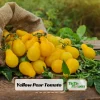 Yellow Pear Tomato Seeds - 30 Heirloom Non-GMO Pear Shaped Cherry Tomato Seeds - Image 1