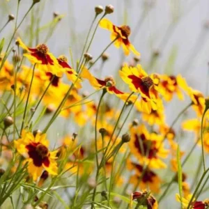 Yellow Plains Coreopsis Seeds – Coreopsis tinctoria – Wildflower Seeds – 30 Seeds - Image 10