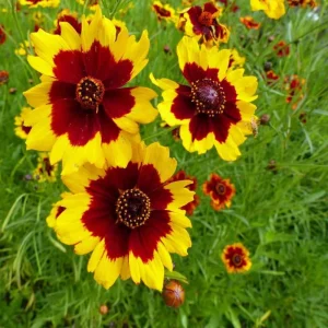 Yellow Plains Coreopsis Seeds – Coreopsis tinctoria – Wildflower Seeds – 30 Seeds - Image 11
