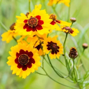 Yellow Plains Coreopsis Seeds – Coreopsis tinctoria – Wildflower Seeds – 30 Seeds - Image 12