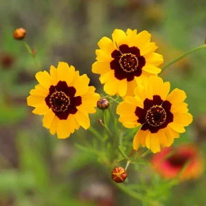 Yellow Plains Coreopsis Seeds – Coreopsis tinctoria – Wildflower Seeds – 30 Seeds - Image 13