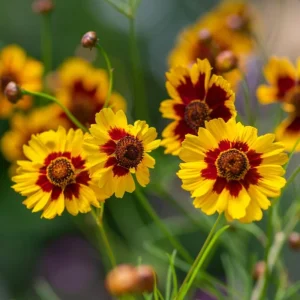 Yellow Plains Coreopsis Seeds – Coreopsis tinctoria – Wildflower Seeds – 30 Seeds - Image 14
