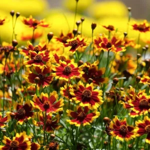 Yellow Plains Coreopsis Seeds – Coreopsis tinctoria – Wildflower Seeds – 30 Seeds - Image 15