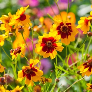 Yellow Plains Coreopsis Seeds – Coreopsis tinctoria – Wildflower Seeds – 30 Seeds - Image 2