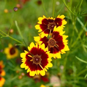 Yellow Plains Coreopsis Seeds – Coreopsis tinctoria – Wildflower Seeds – 30 Seeds - Image 3