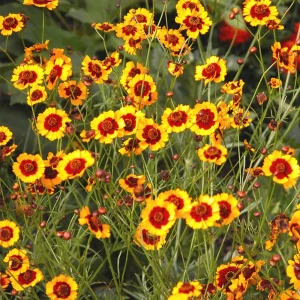 Yellow Plains Coreopsis Seeds – Coreopsis tinctoria – Wildflower Seeds – 30 Seeds - Image 4