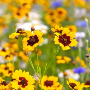 Yellow Plains Coreopsis Seeds – Coreopsis tinctoria – Wildflower Seeds – 30 Seeds - Image 5