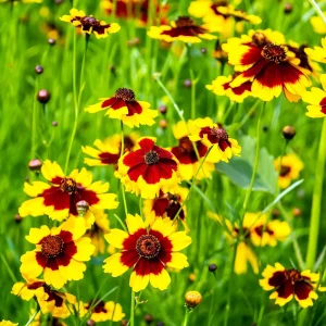 Yellow Plains Coreopsis Seeds – Coreopsis tinctoria – Wildflower Seeds – 30 Seeds - Image 6