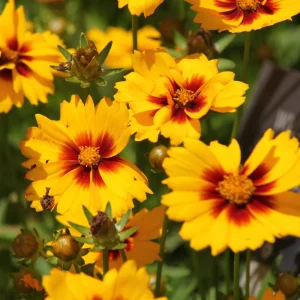 Yellow Plains Coreopsis Seeds – Coreopsis tinctoria – Wildflower Seeds – 30 Seeds - Image 7