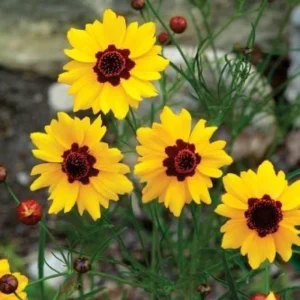 Yellow Plains Coreopsis Seeds – Coreopsis tinctoria – Wildflower Seeds – 30 Seeds - Image 8