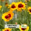 Yellow Plains Coreopsis Seeds – Coreopsis tinctoria – Wildflower Seeds – 30 Seeds - Image 1