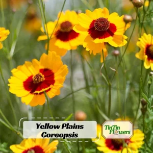 Yellow Plains Coreopsis Seeds – Coreopsis tinctoria – Wildflower Seeds – 30 Seeds - Image 1