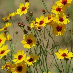 Yellow Plains Coreopsis Seeds – Coreopsis tinctoria – Wildflower Seeds – 30 Seeds - Image 9