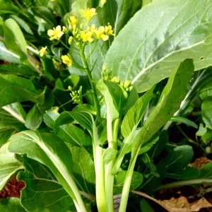 Yu Choy Sum Seeds - Heirloom Asian Greens - Fast Growing Vegetable - 20 Seed Pack - Image 12