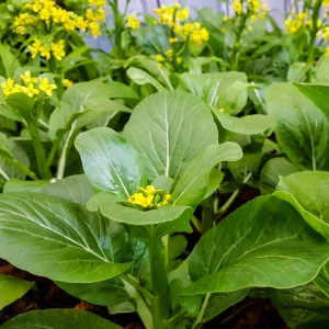 Yu Choy Sum Seeds - Heirloom Asian Greens - Fast Growing Vegetable - 20 Seed Pack - Image 18